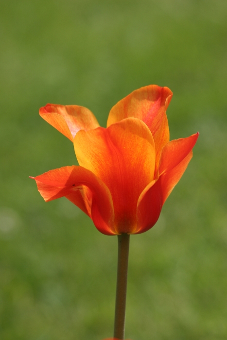 Tulipes a Morges 2006 - 018